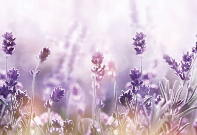 Класическа възглавница Vitapur Lavender Provence с есенция от лавандула – 50 x 70 см