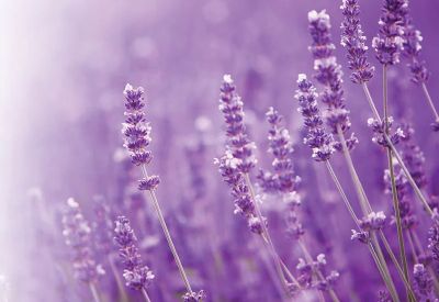 Завивка ЛАВАНДУЛА Vitapur Lavender Provence